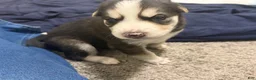 Mixed Breed dogs for sale: Big Boy - Ad 5
