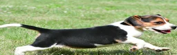 Beagle dogs for sale: Piper - Ad 5