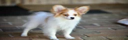 Papillon dogs for sale: Nerf - Ad 17
