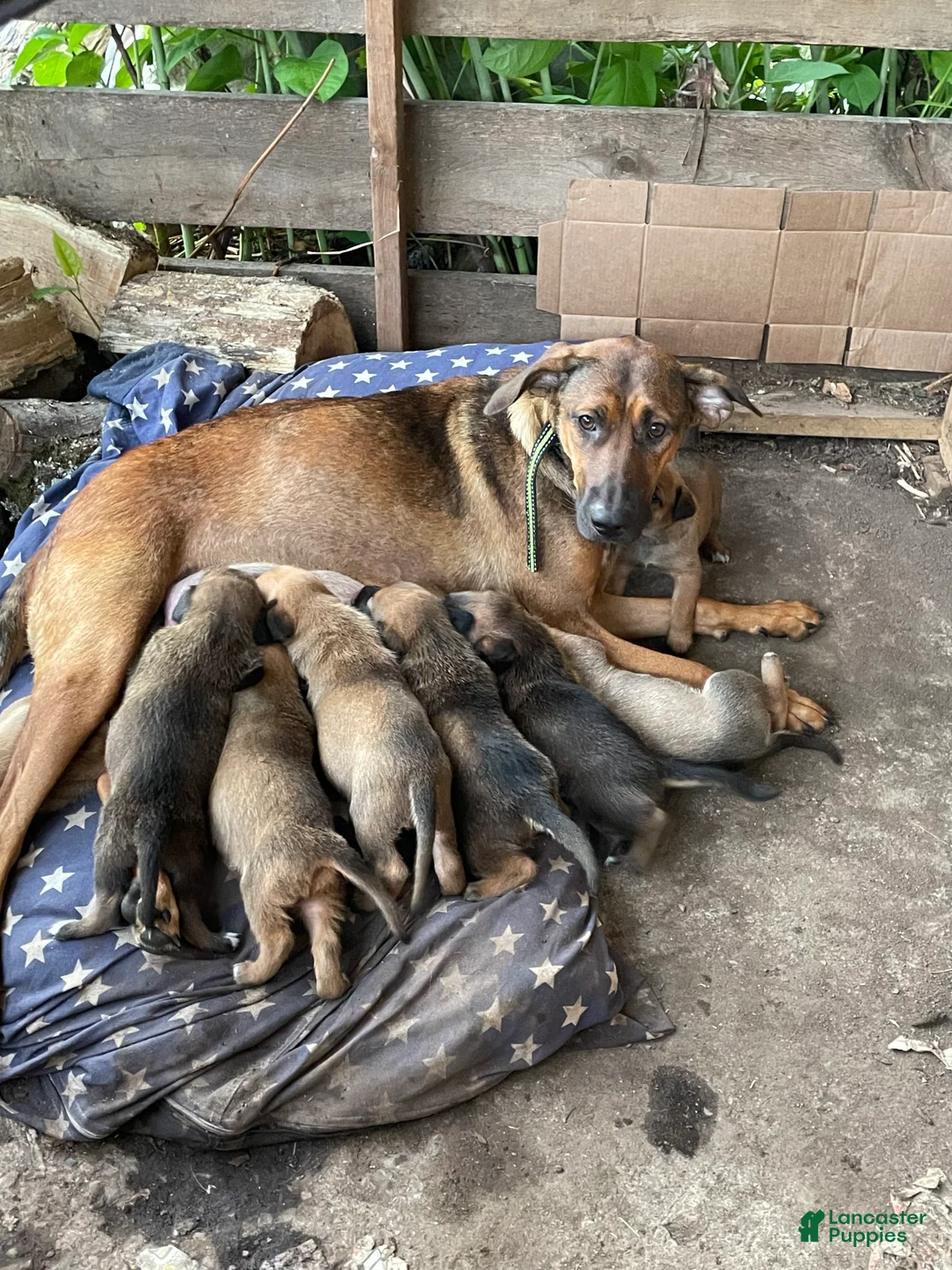 Mixed Breed dogs for sale: Mixed Breed 6 - Ad 2