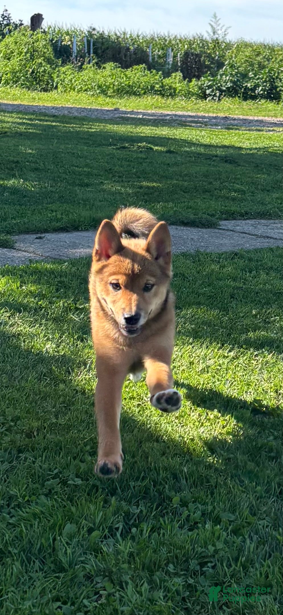 Shiba Inu dogs Kira - Ad 40