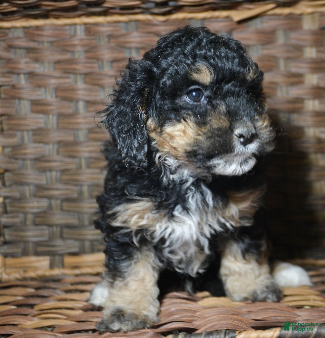 Mini Bernedoodle dogs for sale: Micro Bernedoodle Puppy 3 Bernie - Ad 2