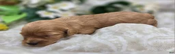 Cavapoo dogs for sale: Lala Orange - Ad 2