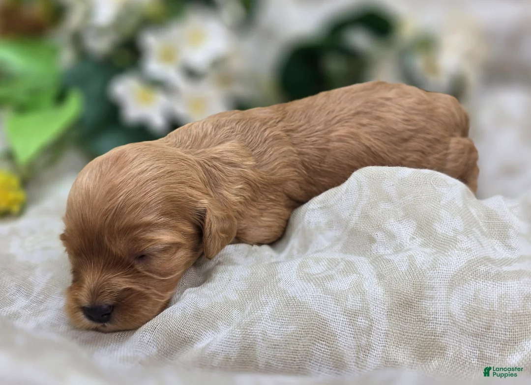 Cavapoo dogs for sale: Lala Orange - Ad 2