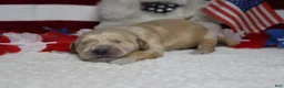 Golden Retriever dogs for sale: Pumpernickel  - Ad 6