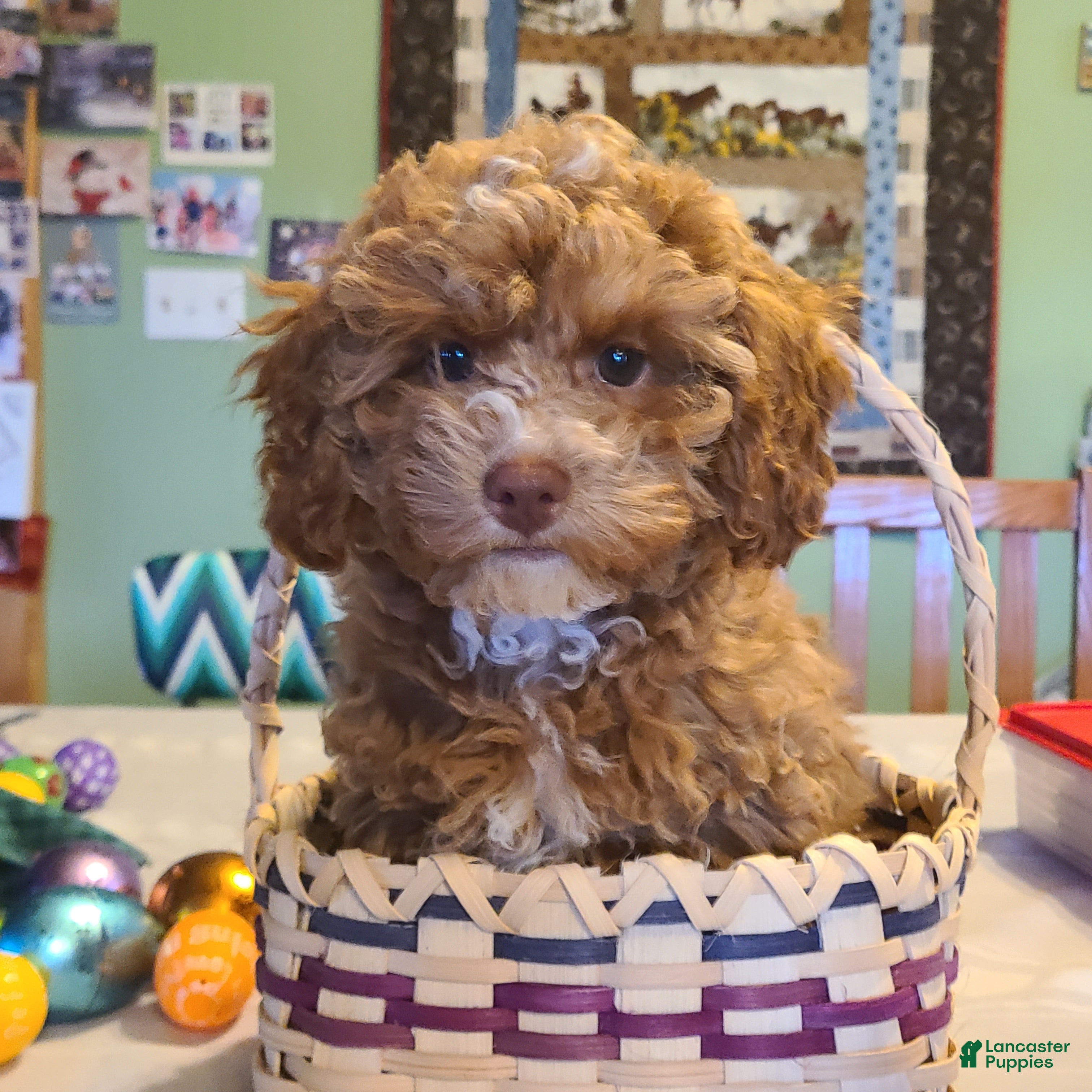Miniature Poodle dogs Buck - Ad 5
