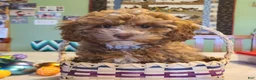 Miniature Poodle dogs for sale: Buck - Ad 3