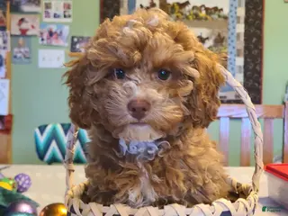 Miniature Poodle dogs Buck - Ad 5