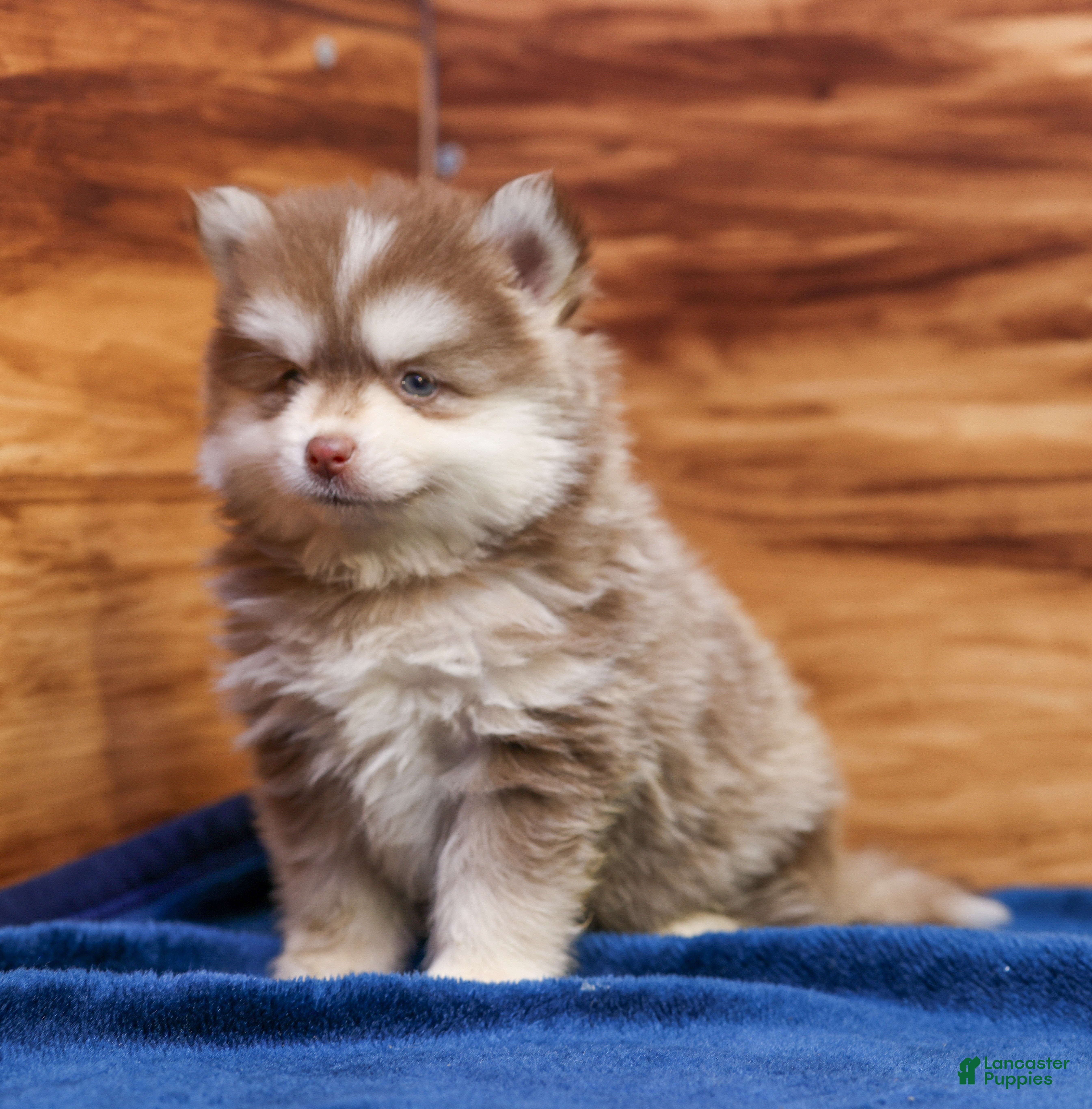 Pomsky dogs Prince - Ad 1