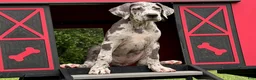 Great Dane dogs for sale: Petunia Great Dane  - Ad 4