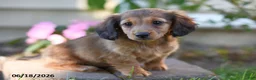Miniature Dachshund dogs for sale: Sheldon - Ad 1