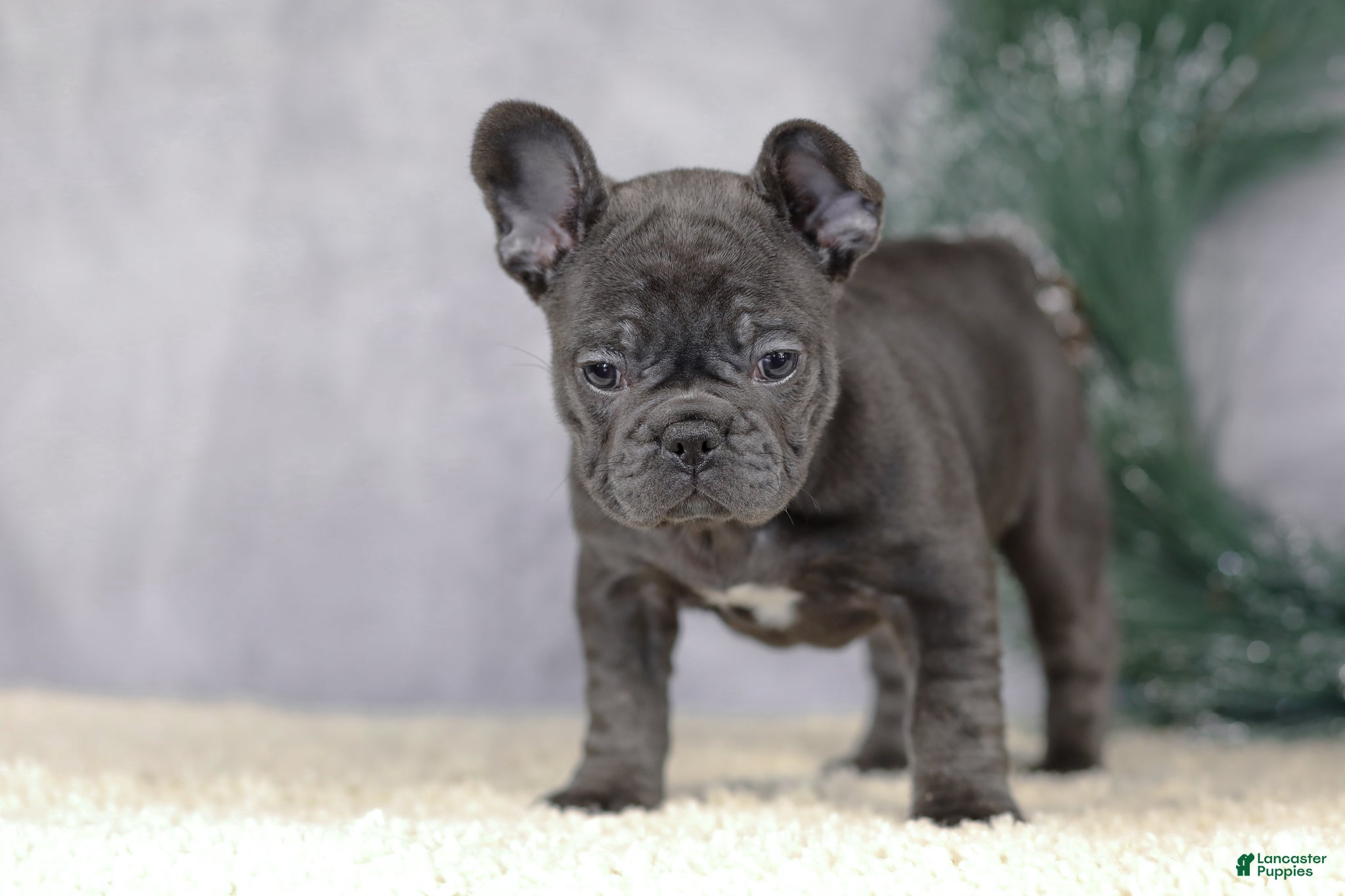 French Bulldog dogs Cami - Ad 4