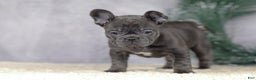 French Bulldog dogs for sale: Cami - Ad 1
