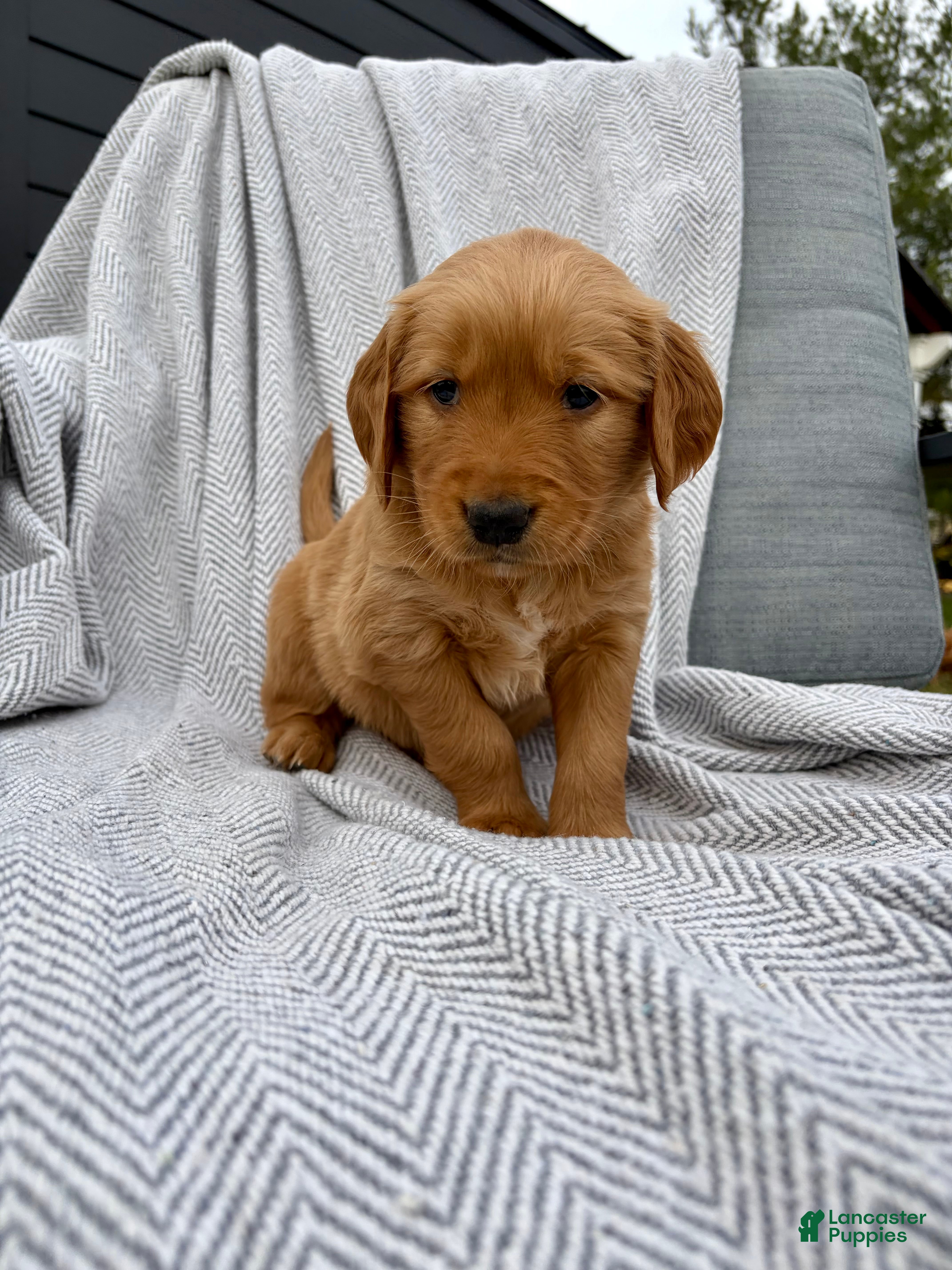 Golden Retriever dogs for sale: Rocky (lime green collar) - Ad 2