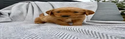 Golden Retriever dogs for sale: Rocky (lime green collar) - Ad 2