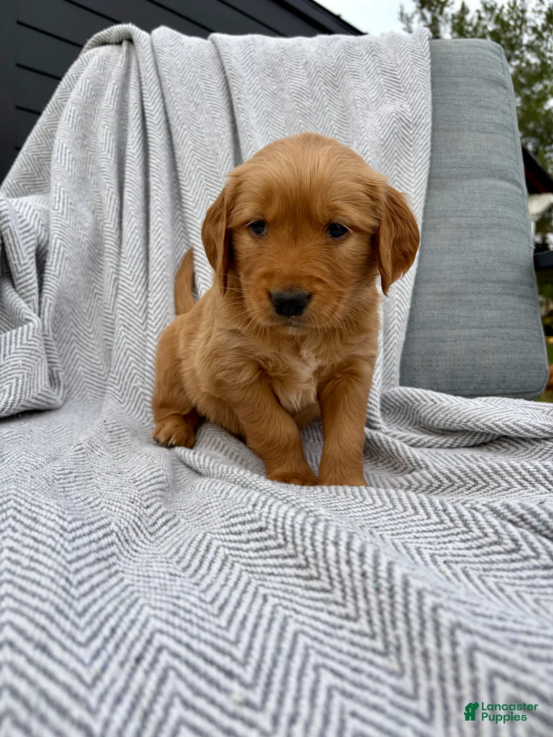 Golden Retriever dogs for sale: Rocky (lime green collar) - Ad 2