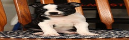 Boston Terrier dogs for sale: Kathy - Ad 2