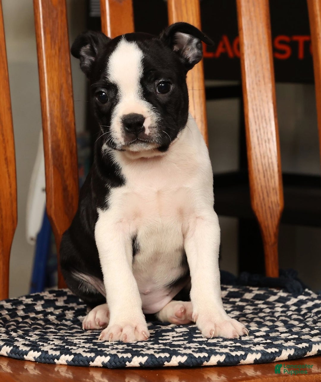 Boston Terrier dogs for sale: Kathy - Ad 2
