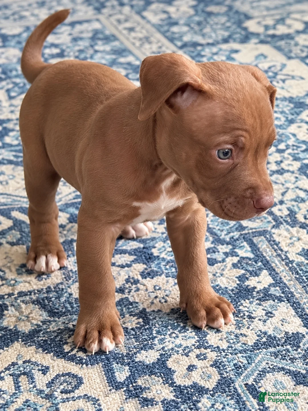 Mixed Breed dogs for sale: Meet Meatball! 🐾💕 - Ad 1