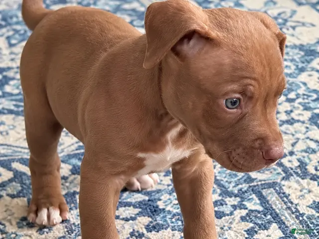 Mixed Breed dogs for sale: Meet Meatball! 🐾💕 - Ad 3