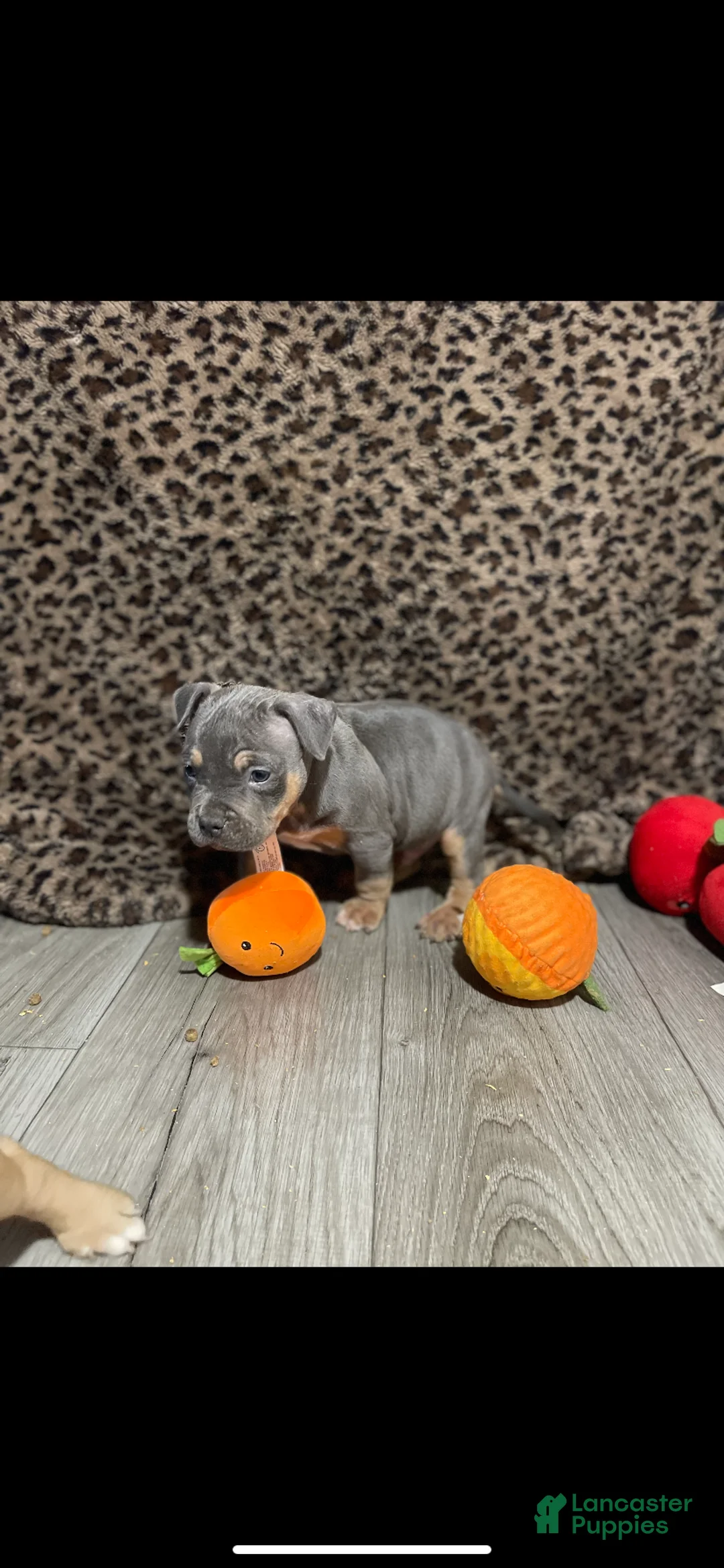 American Bully dogs for sale: American Bully 2 - Ad 2