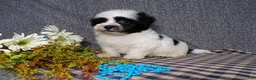 Havanese dogs for sale: King - Ad 3