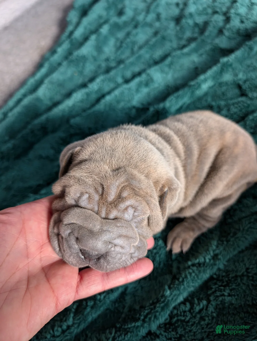 Mixed Breed dogs for sale: Puppy 4 - Ad 2