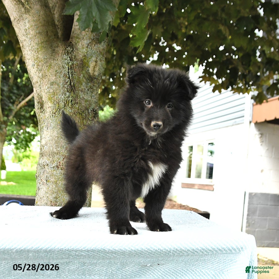 Pomsky dogs Gideon - Ad 2