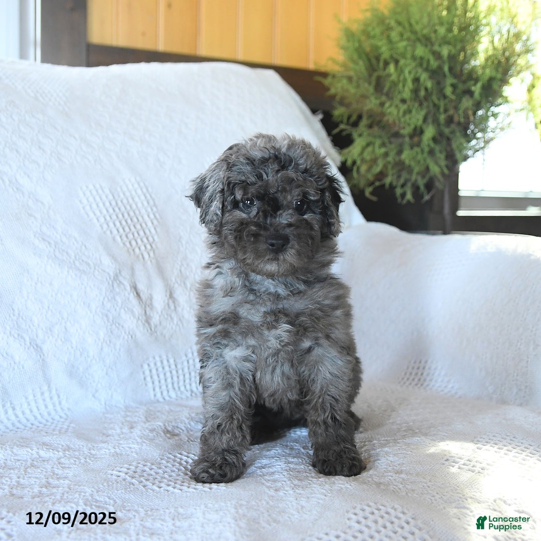 Miniature Poodle dogs for sale: Penny - Ad 2
