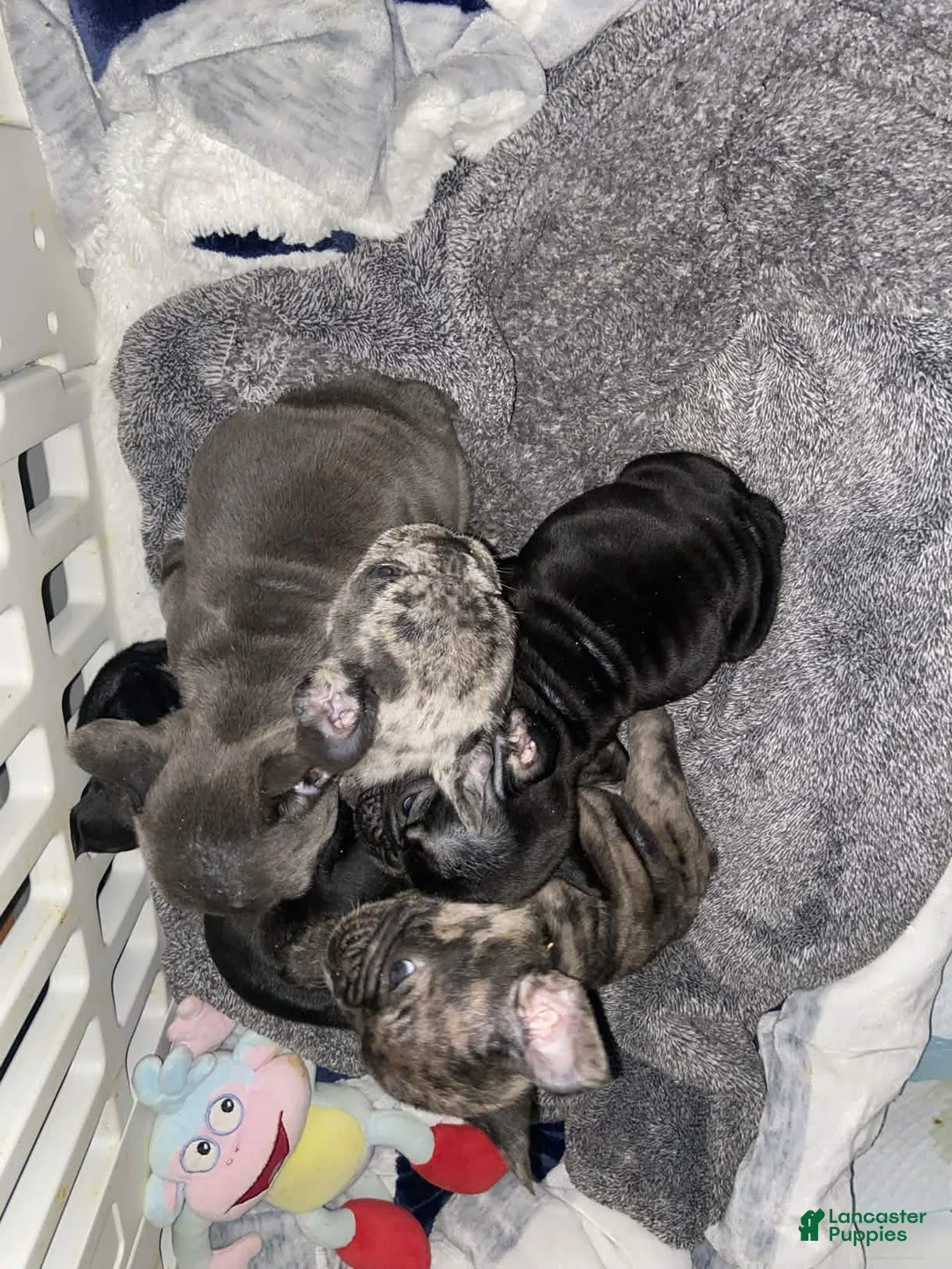 French Bulldog dogs for sale: French Bulldog litter of 4 puppies - Ad 1