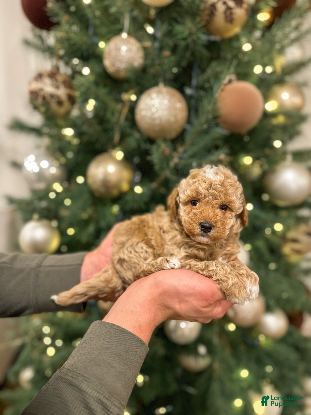 Mini Goldendoodle dogs for sale: River - Ad 3