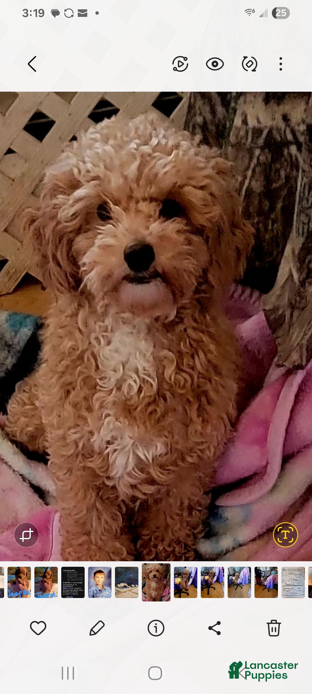 Toy Poodle dogs for sale: Elfie  - Ad 4