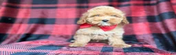 Cockapoo dogs for sale: Rover - Ad 2