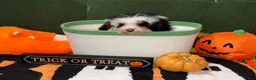 Miniature Poodle dogs for sale: Miniature Poodle 1 - Ad 2