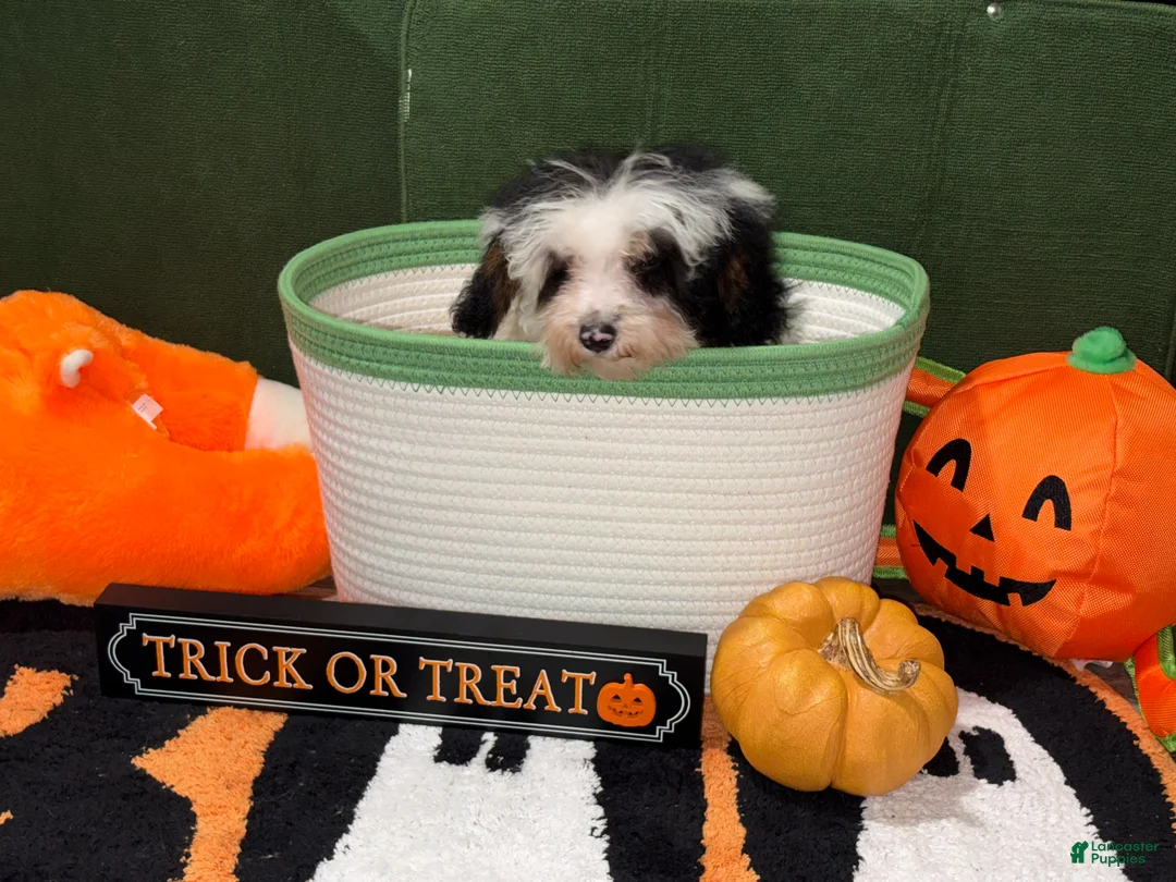 Miniature Poodle dogs for sale: Miniature Poodle 1 - Ad 2
