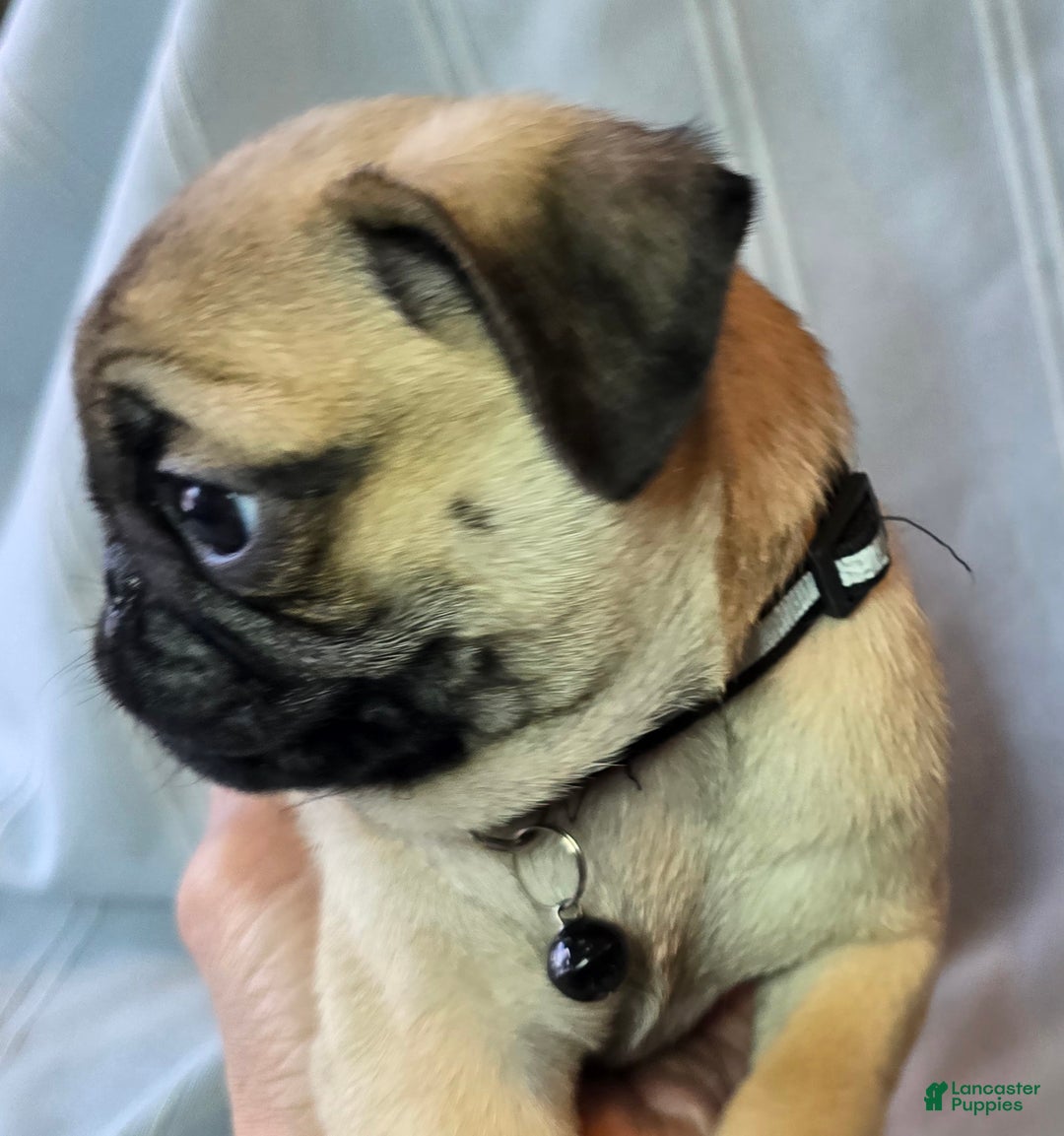 Pug dogs for sale: Fannie - Ad 5