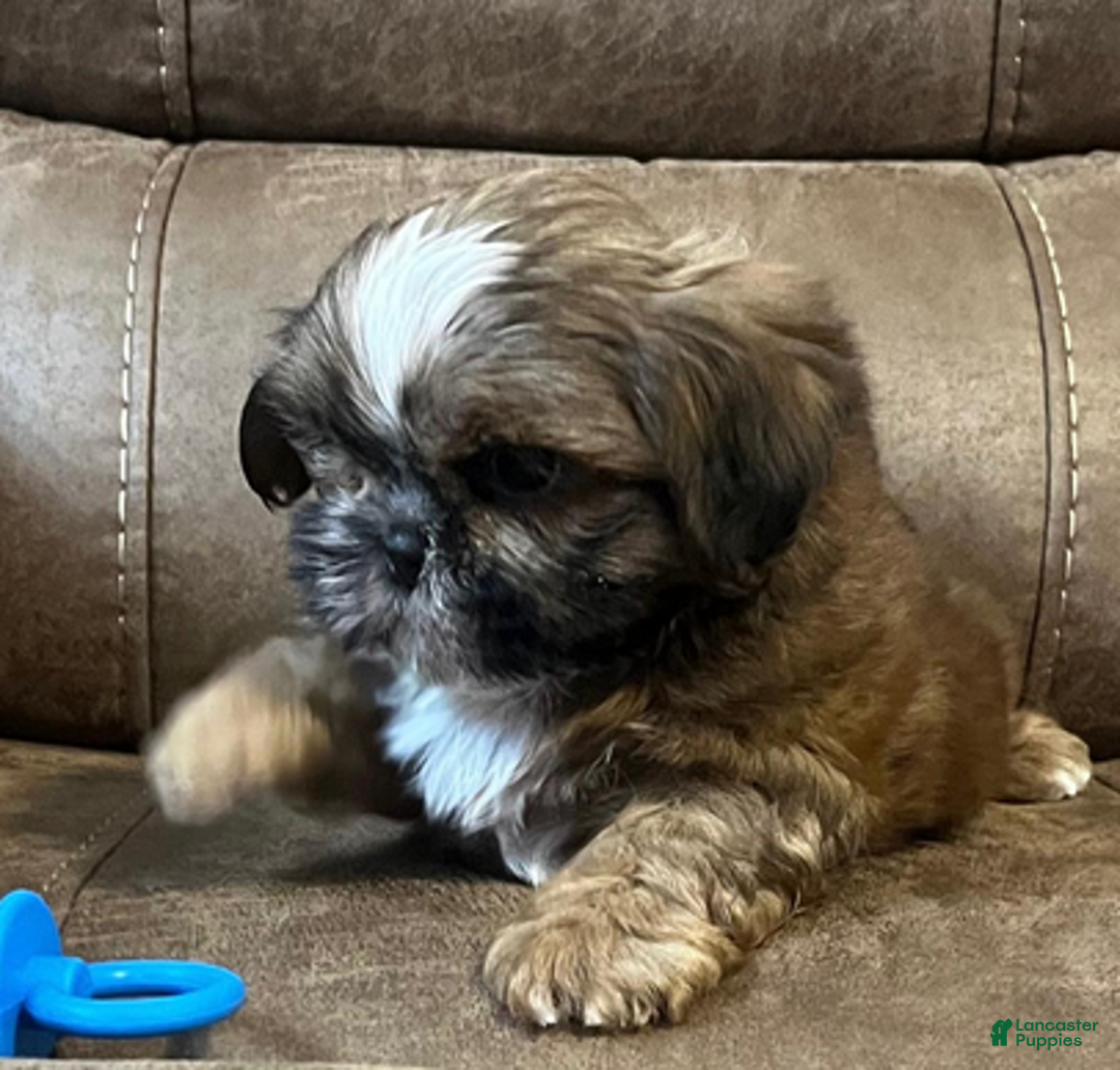 Shih Tzu dogs for sale: AKC Walker - Ad 3