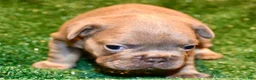 French Bulldog dogs for sale: French Bulldog 2 - Ad 15