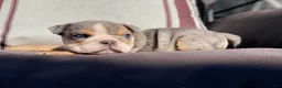 English Bulldog dogs for sale: Nicky - Ad 14