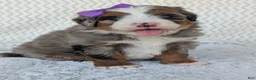 Mini Bernedoodle dogs for sale: Mini Indy  - Ad 3