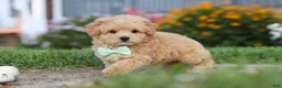 Maltipoo dogs for sale: Sailor - Ad 12