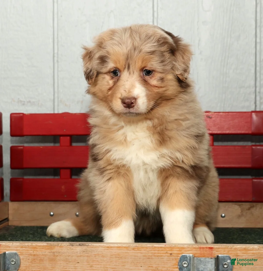 Australian Shepherd dogs for sale: Fern - Ad 5