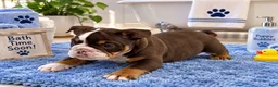 English Bulldog dogs for sale: Twix - Ad 3