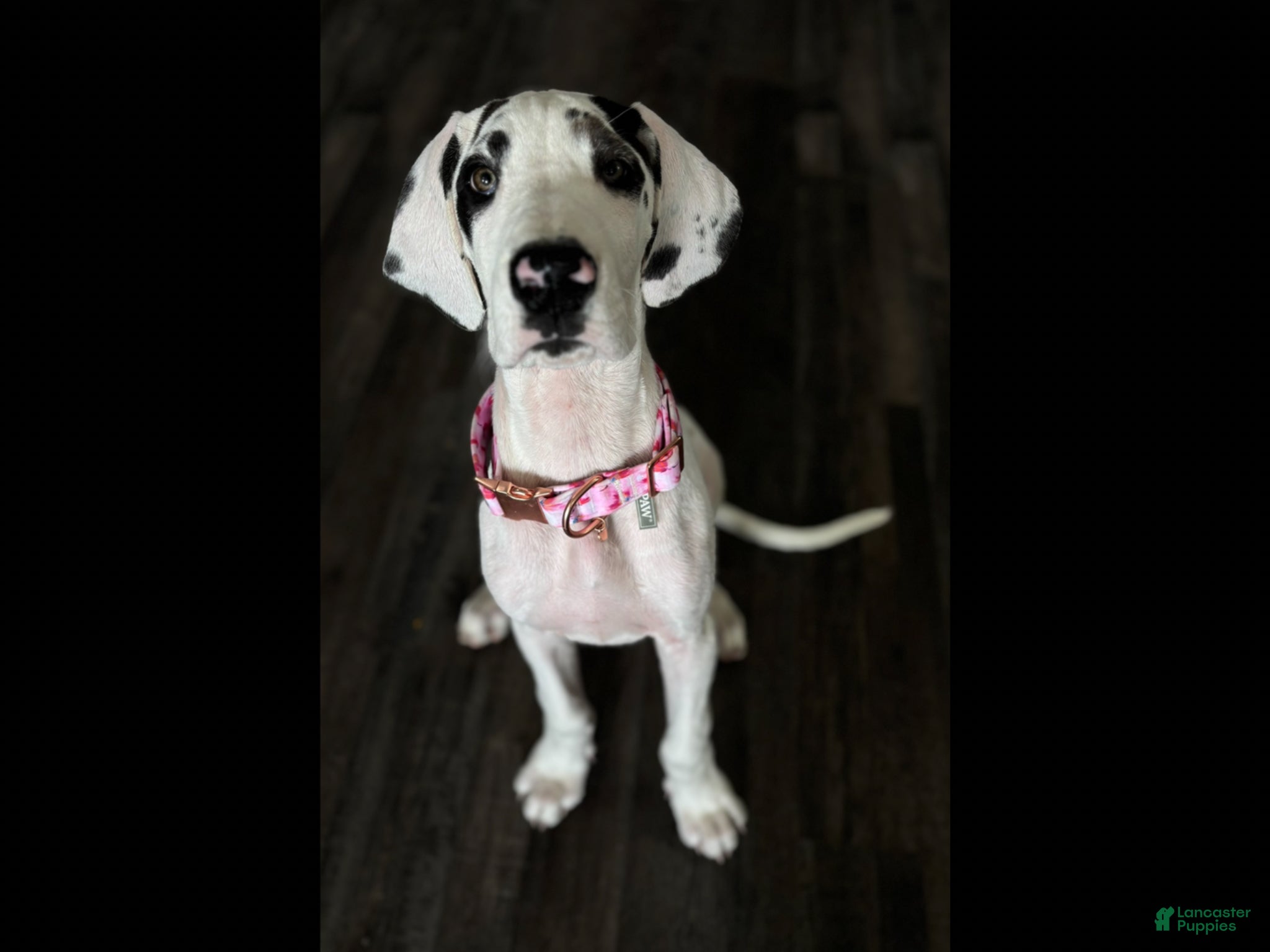 Great Dane dogs for sale: Otter - Ad 2