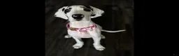 Great Dane dogs for sale: Otter - Ad 1