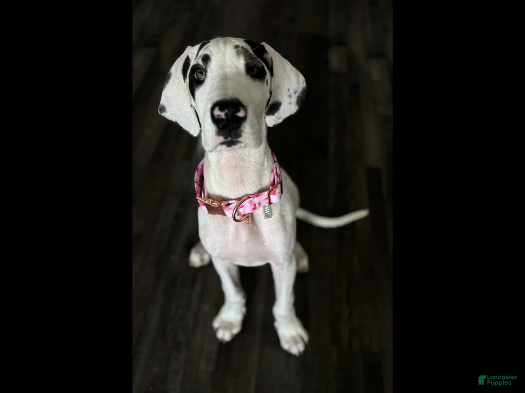 Great Dane dogs for sale: Otter - Ad 1