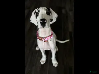 Great Dane dogs for sale: Otter - Ad 2
