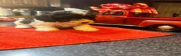 Toy Poodle dogs for sale: Toy Poodle Male 2 - Ad 4