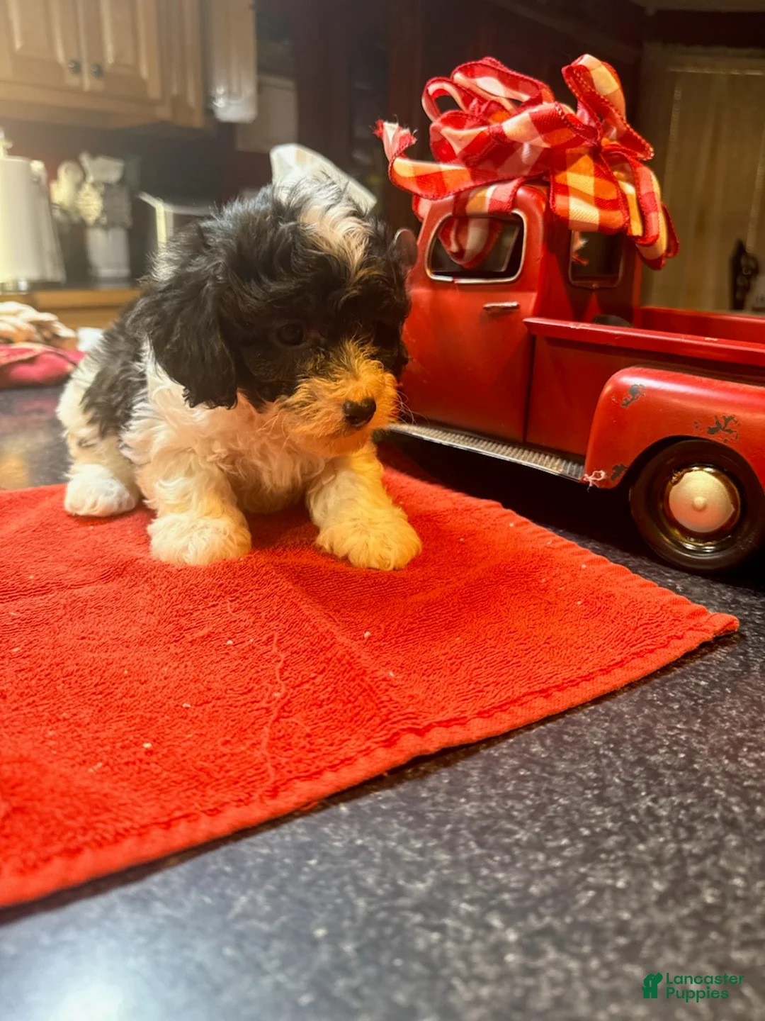 Toy Poodle dogs for sale: Toy Poodle Male 2 - Ad 4