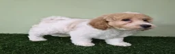 Miniature Poodle dogs for sale: Ferrari - Ad 6